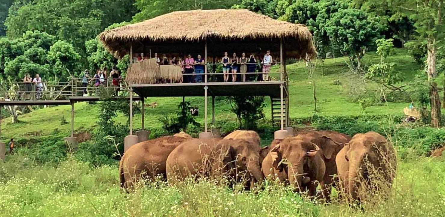 elephant natural park in thailand